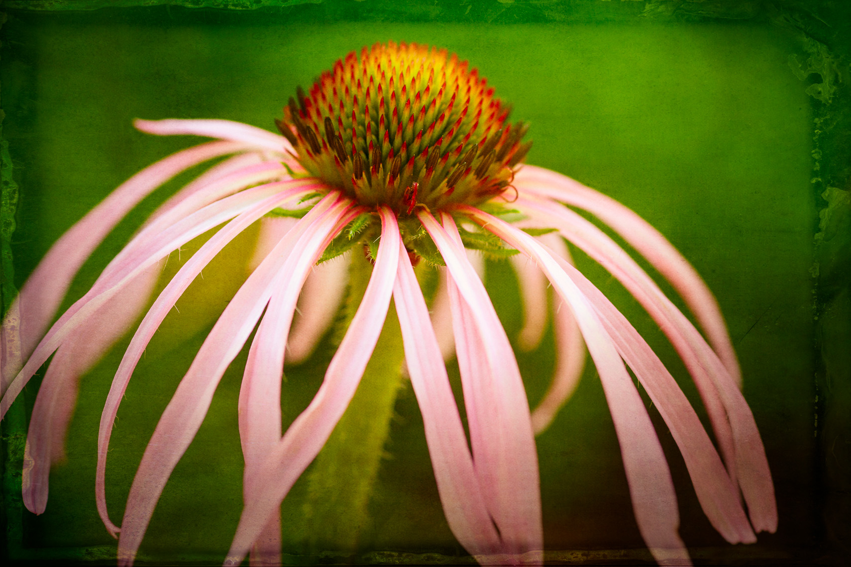 echinacea-M3W6539-Edit.jpg
