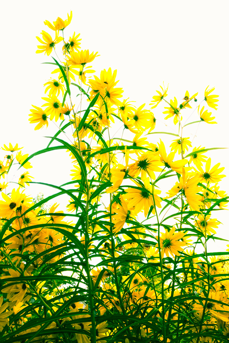 sunflowers-6351-Edit.jpg